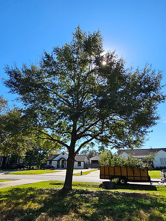Tree Pruning