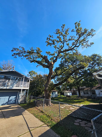 Tree Removal