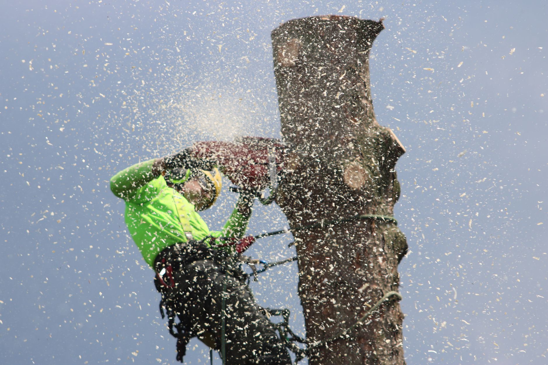 Tree Trimming